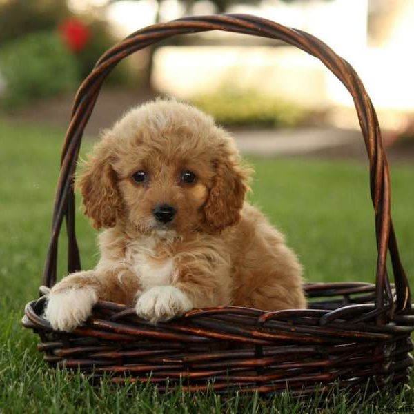 Ally, Miniature Poodle Mix Puppy