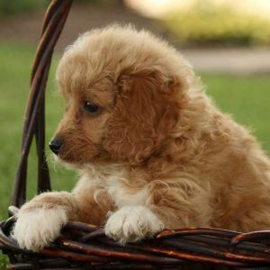 Ally, Miniature Poodle Mix Puppy