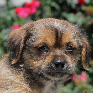 Alyson, Shorkie Puppy