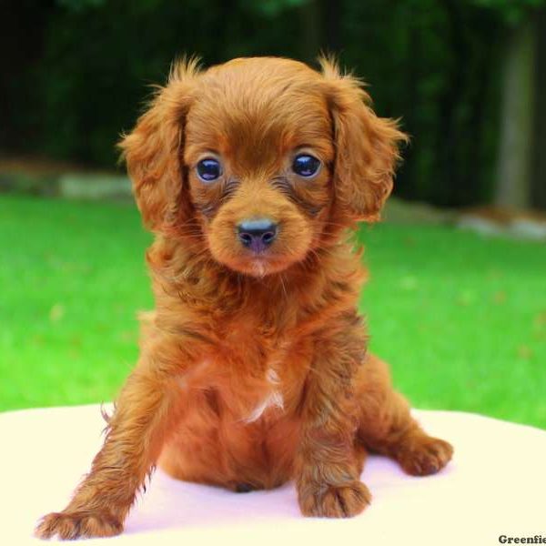 Amber, Cavapoo Puppy