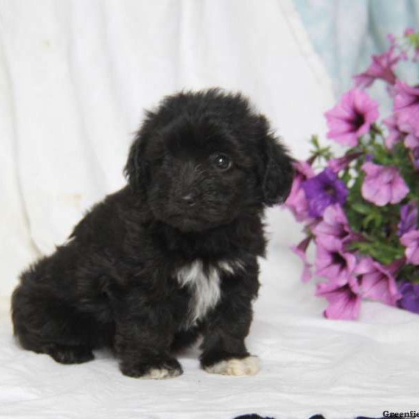 Amber, Havanese Puppy