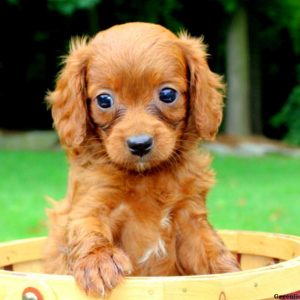 Amber, Cavapoo Puppy