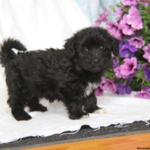 Amber, Havanese Puppy