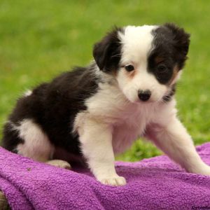 Amelia, Australian Shepherd-Miniature Puppy