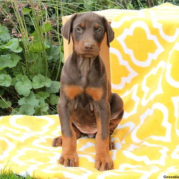 Analise, Doberman Pinscher Puppy