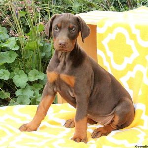 Analise, Doberman Pinscher Puppy