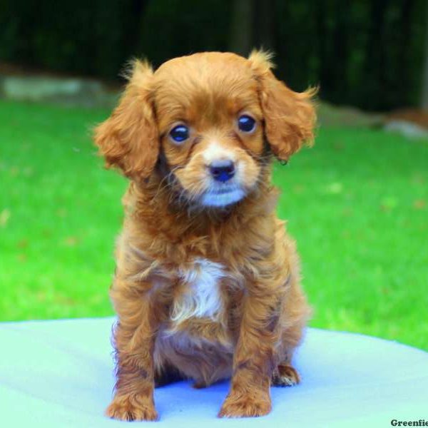 Ando, Cavapoo Puppy