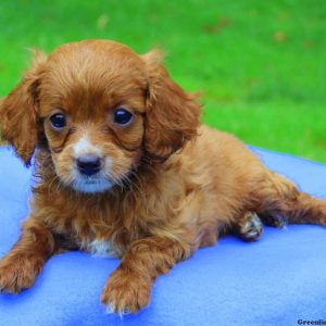 Ando, Cavapoo Puppy