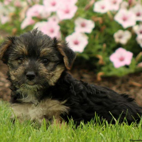 Andrew, Morkie / Yorktese Puppy