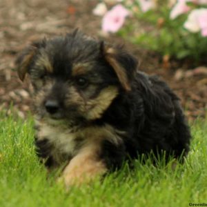 Andrew, Morkie / Yorktese Puppy