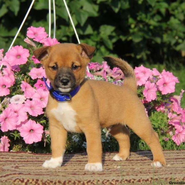 Andy, Shiba Inu Mix Puppy