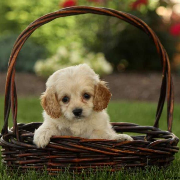 Andy, Miniature Poodle Mix Puppy