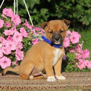 Andy, Shiba Inu Mix Puppy