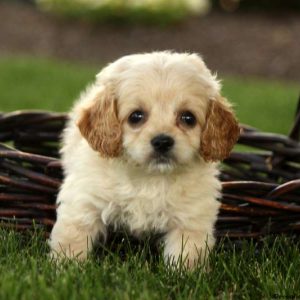 Andy, Miniature Poodle Mix Puppy