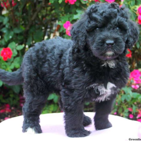 Angel, Bernedoodle Puppy