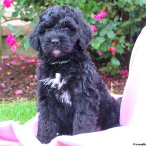 Angel, Bernedoodle Puppy