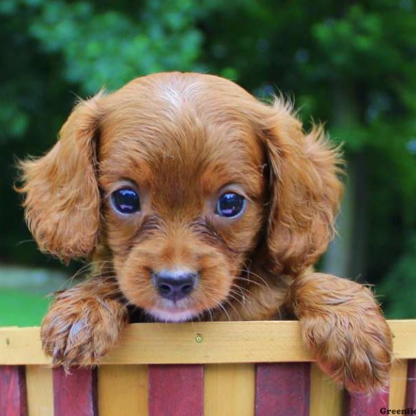 Anna, Cavapoo Puppy