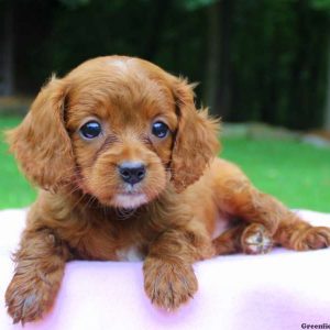 Anna, Cavapoo Puppy