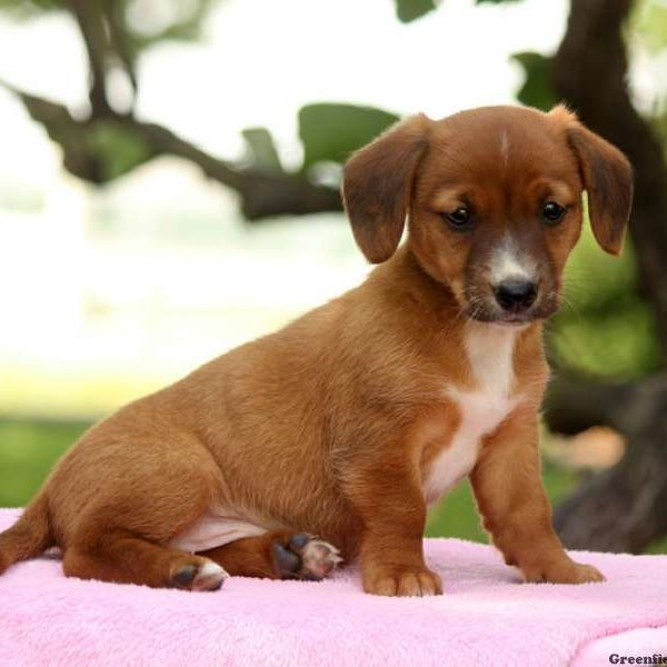 Annabell, Dachshund Mix Puppy