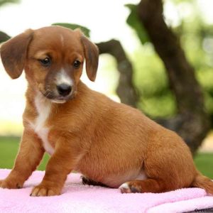 Annabell, Dachshund Mix Puppy