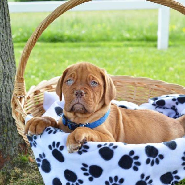 Anni, Dogue De Bordeaux/French Mastiff Puppy