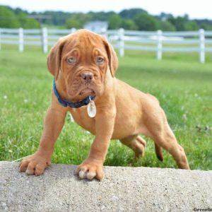 Anni, Dogue De Bordeaux/French Mastiff Puppy