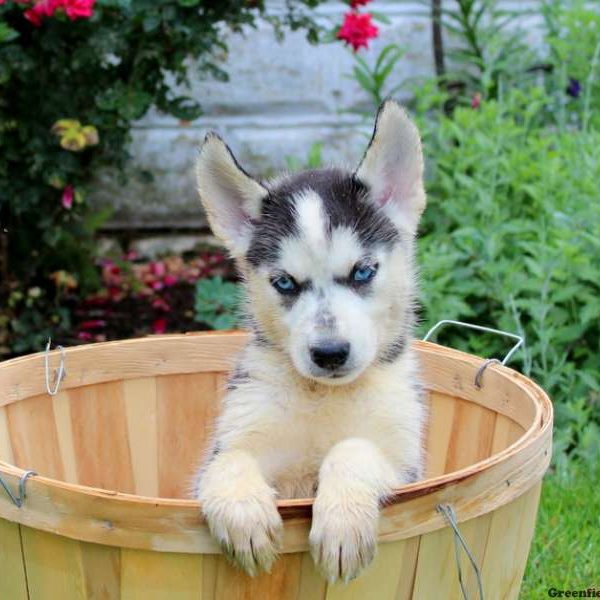 Annie, Siberian Husky Puppy