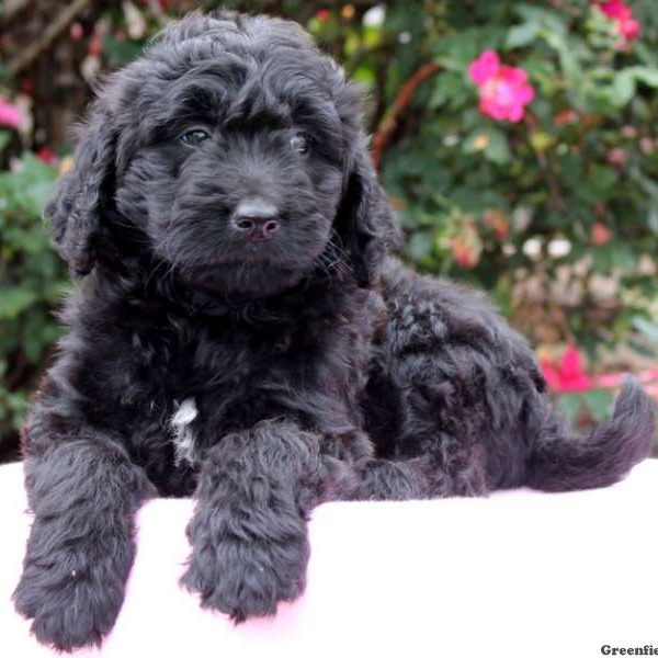 Annie, Bernedoodle Puppy