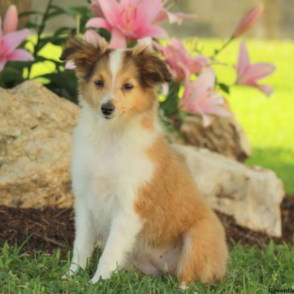 Annie, Shetland Sheepdog Puppy