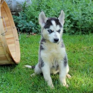 Annie, Siberian Husky Puppy