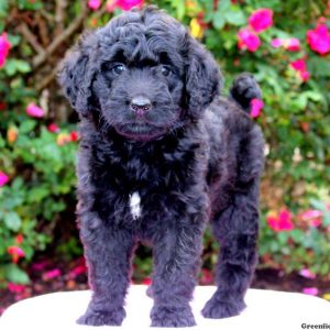 Annie, Bernedoodle Puppy