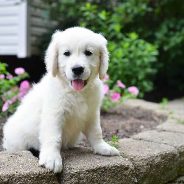 Apollo, Golden Retriever-English Cream Puppy