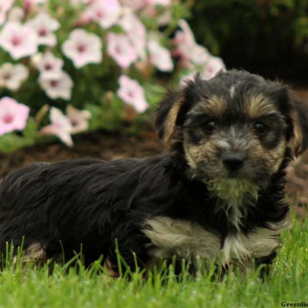 Apollo, Morkie / Yorktese Puppy