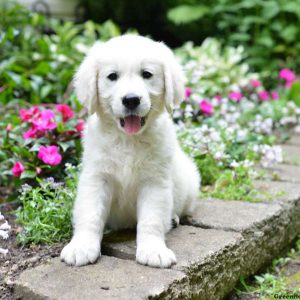 Apollo, Golden Retriever-English Cream Puppy