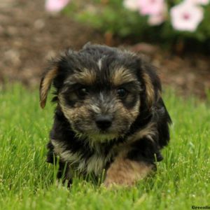 Apollo, Morkie / Yorktese Puppy