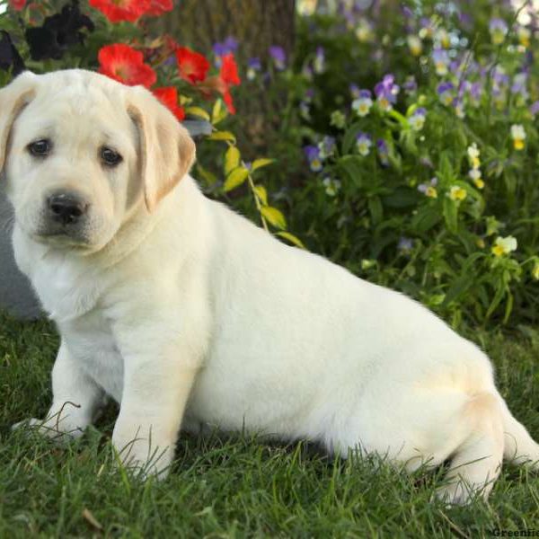 Archie Lee, Labby Dabby Doo Puppy