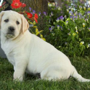 Archie Lee, Labby Dabby Doo Puppy