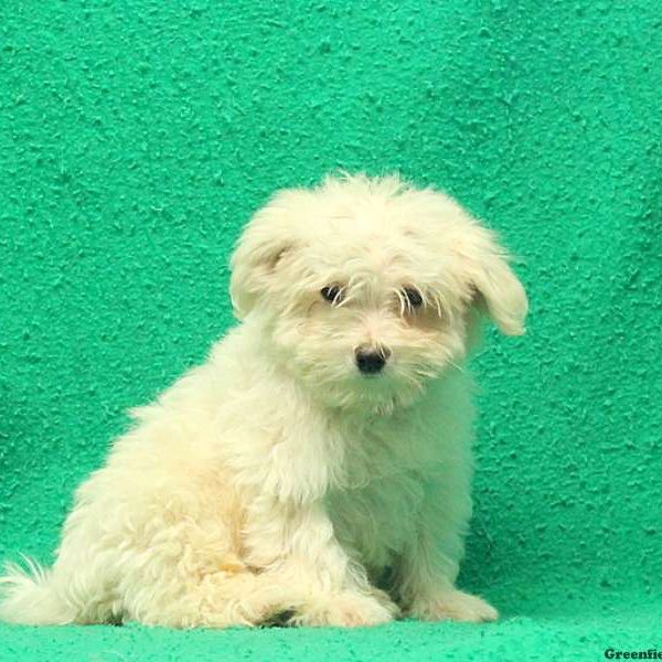 Archie, Maltese Puppy