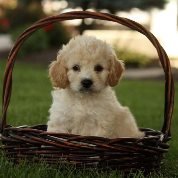 Archie, Miniature Poodle Mix Puppy