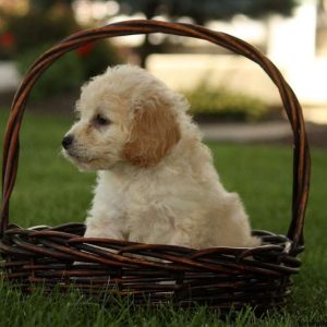 Archie, Miniature Poodle Mix Puppy