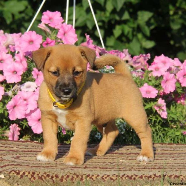 Arnie, Shiba Inu Mix Puppy