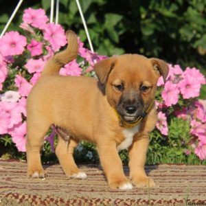 Arnie, Shiba Inu Mix Puppy