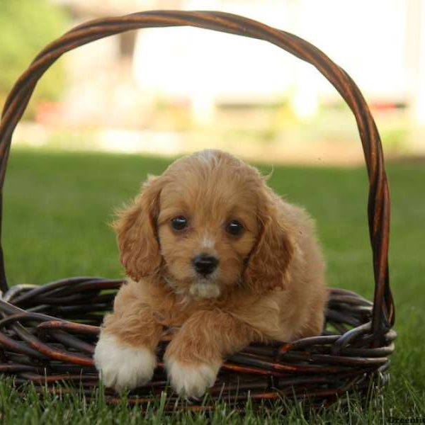 Arthur, Miniature Poodle Mix Puppy