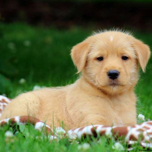 Arthur, Standard Poodle Mix Puppy