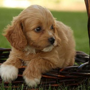 Arthur, Miniature Poodle Mix Puppy