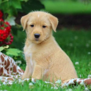 Arthur, Standard Poodle Mix Puppy