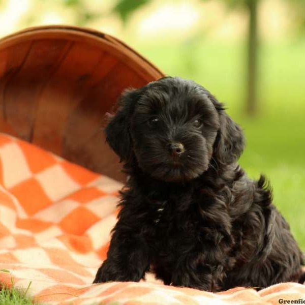 Ashley, Yorkie-Poo Puppy