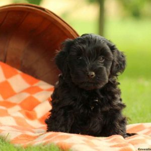 Ashley, Yorkie-Poo Puppy