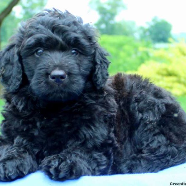 Aspen, Bernedoodle Puppy