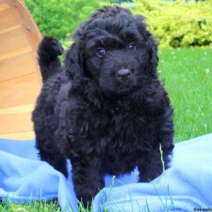 Aspen, Bernedoodle Puppy